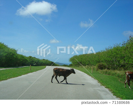 Cow crossing the road in Saipan 71380686