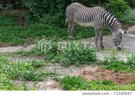 Animals Taipei City Zoo Taipei Muzha Zoo Zebra 71380687