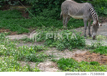 Animals Taipei City Zoo Taipei Muzha Zoo Zebra 71380688