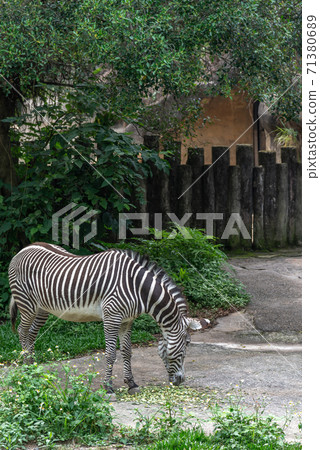 Animals Taipei City Zoo Taipei Muzha Zoo Zebra Animals Taipei City Zoo Taipei Muzha Zoo Zebra 71380689
