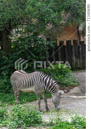 Animals Taipei City Zoo Taipei Muzha Zoo Zebra Animals Taipei City Zoo Taipei Muzha Zoo Zebra 71380690