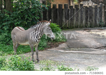 Animals Taipei City Zoo Taipei Muzha Zoo Zebra Animals Taipei City Zoo Taipei Muzha Zoo Zebra 71380691