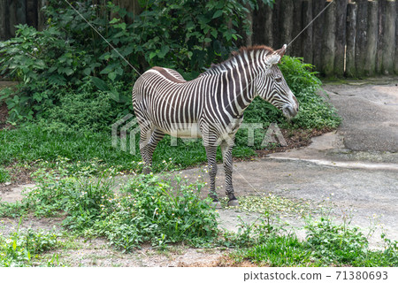 動物 台北市動物園 台北木柵動物園 斑馬 71380693