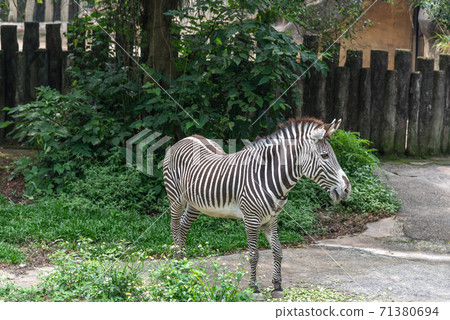 動物 台北市動物園 台北木柵動物園 斑馬 71380694