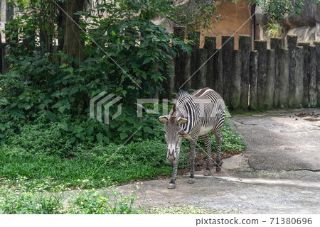 Animals Taipei City Zoo Taipei Muzha Zoo Zebra 71380696