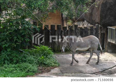 動物 台北市動物園 台北木柵動物園 斑馬 71380698