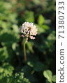 露水的花朵在早晨的陽光下閃閃發光 71380733