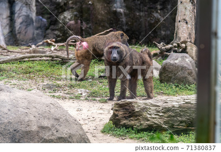 動物 台北市動物園 台北木柵動物園 可愛動物 71380837