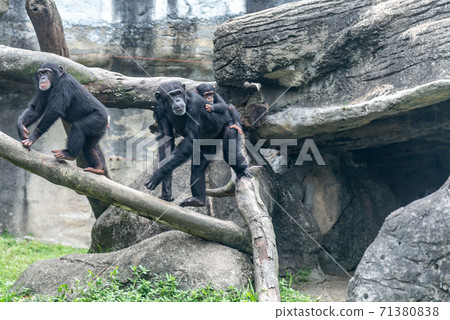 Animals Taipei City Zoo Taipei Muzha Zoo Cute Animals Animals Taipei City Zoo Taipei Muzha Zoo Cute Animals 71380838