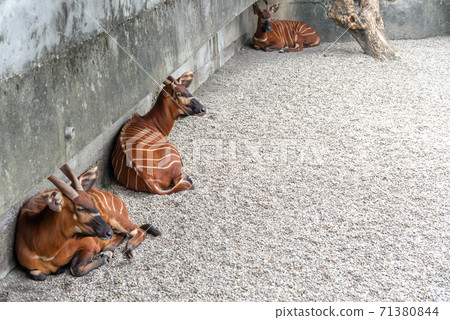 動物 台北市動物園 台北木柵動物園 可愛動物 71380844