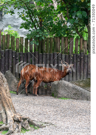 動物 台北市動物園 台北木柵動物園 可愛動物 71380849
