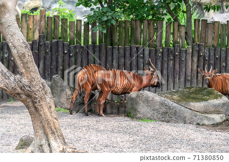 動物 台北市動物園 台北木柵動物園 可愛動物 71380850