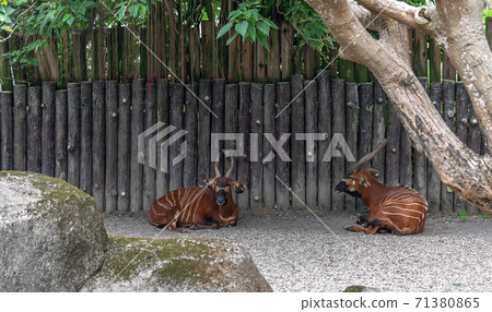 Animals Taipei City Zoo Taipei Muzha Zoo Cute Animals Animals Taipei City Zoo Taipei Muzha Zoo Cute Animals 71380865