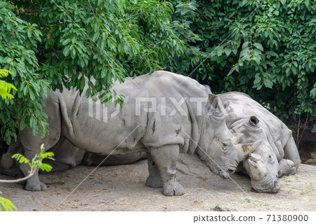 Animals Taipei City Zoo Taipei Muzha Zoo Cute Animals 71380900