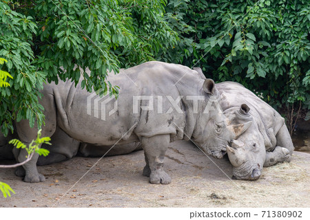 動物 台北市動物園 台北木柵動物園 可愛動物 71380902
