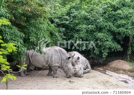 Animals Taipei City Zoo Taipei Muzha Zoo Cute Animals Animals Taipei City Zoo Taipei Muzha Zoo Cute Animals 71380904