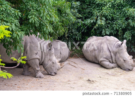 動物 台北市動物園 台北木柵動物園 可愛動物 71380905