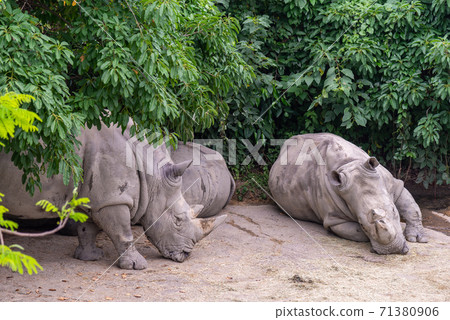 動物 台北市動物園 台北木柵動物園 可愛動物 71380906