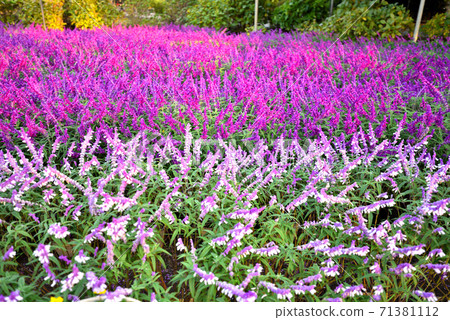 Ashikaga Flower Park Amethyst Sage 71381112