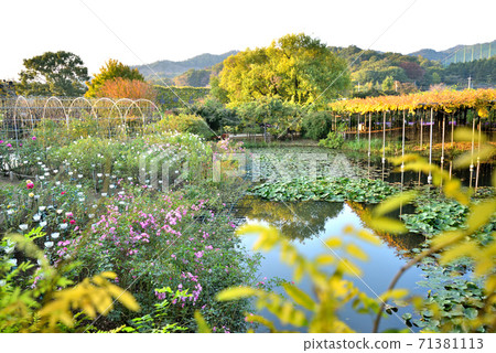 Ashikaga Flower Park 71381113