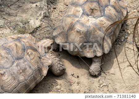 動物 台北市動物園 台北木柵動物園 可愛動物 動物 台北市動物園 台北木柵動物園 可愛動物 71381140