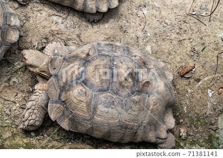 動物 台北市動物園 台北木柵動物園 可愛動物 71381141
