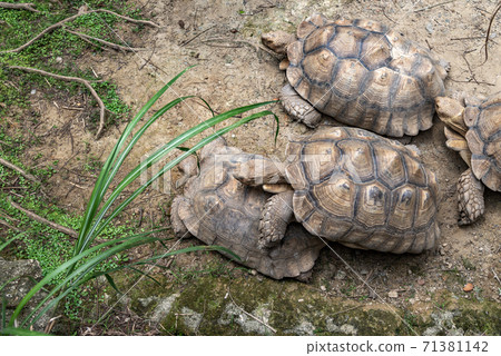 動物 台北市動物園 台北木柵動物園 可愛動物 71381142
