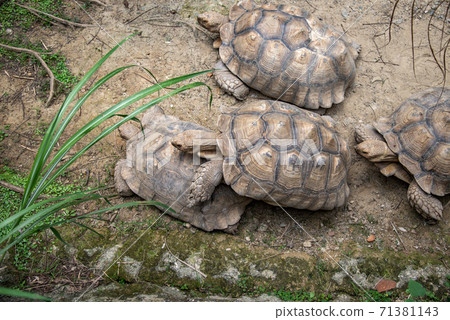 動物 台北市動物園 台北木柵動物園 可愛動物 71381143
