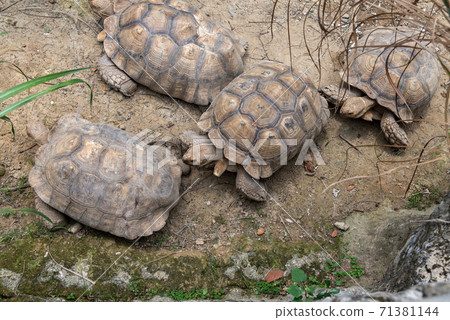動物 台北市動物園 台北木柵動物園 可愛動物 71381144