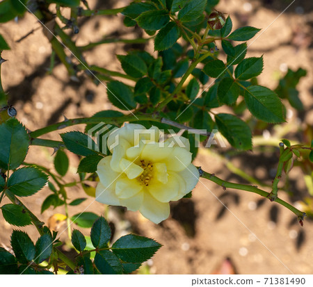 One yellow rose (yellow doll) on a sunny day in October 71381490