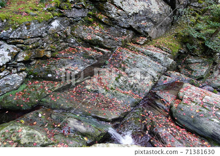Fallen leaves Fallen leaves 71381630