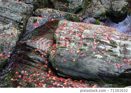 Fallen leaves Fallen leaves 71381632