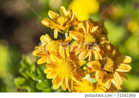 漂亮盛開的菊花花 漂亮盛開的菊花花 71381860
