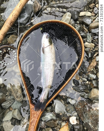 Nijimasu終於陷入了山間溪流 71381984