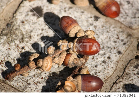 Acorn Acorn 71382041