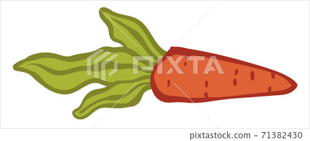 Ripe carrot with green leaves, fresh vegetable 71382430