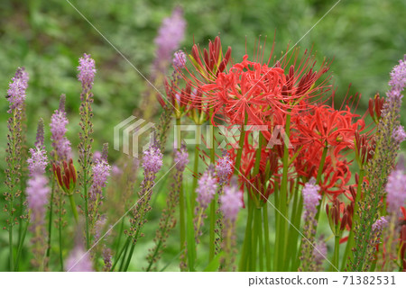 Barnardia japonica blooming with cluster amaryllis 71382531