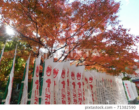 Autumn leaves of Nagato Toyokawa Inari 71382590