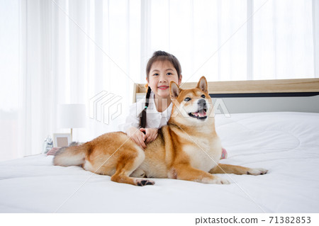 Cute little Asian girl and Shiba Inu lying on the bed together in bright bedroom. Concept family with dog at home. Cute little Asian girl and Shiba Inu lying on the bed together in bright bedroom. Concept family with dog at home. 71382853