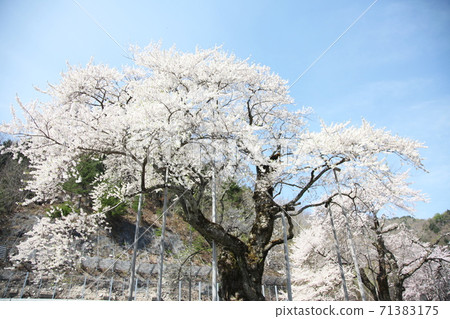 Shokawa Sakura Shokawa Sakura 71383175