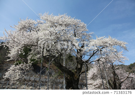 Shokawa Sakura 71383176