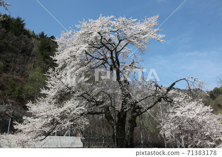 Shokawa Sakura 71383178