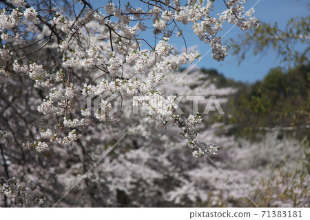 Shokawa Sakura 71383181
