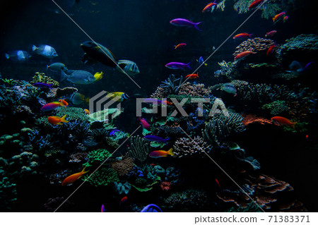 Tropical fishes on the coral reef Tropical fishes on the coral reef 71383371