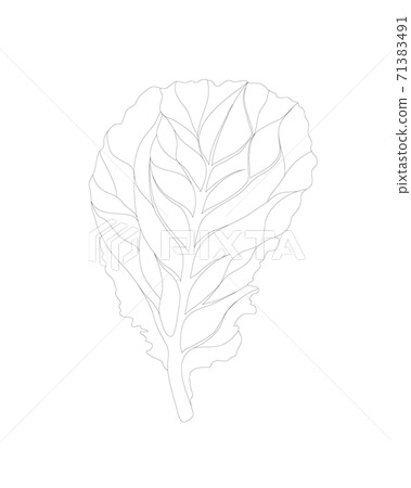Fresh Lettuce Green salad. One leaf isolated on white background. Vector black Outline. Hand drawn illustration. Tasty food or cooking ingredient 71383491