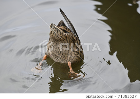 Spot-billed duck butt taking underwater food Spot-billed duck butt taking underwater food 71383527