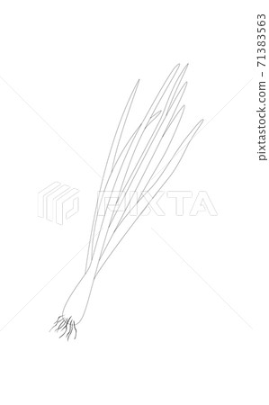 Sprouting onion isolated on white background. Lined vector illustration Sprouting onion isolated on white background. Lined vector illustration 71383563