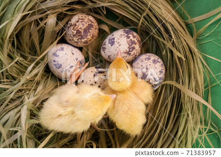 tiny quail chicks that just hatched from an egg tiny quail chicks that just hatched from an egg 71383957