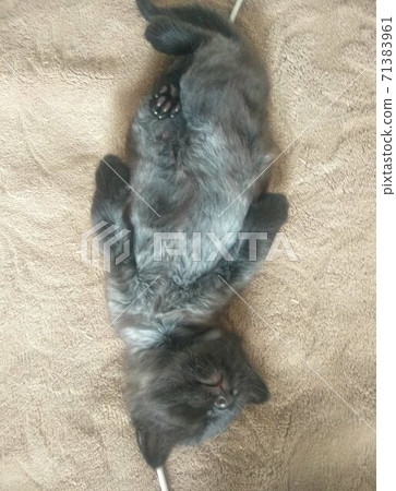 adorable meowing tabby kitten 71383961