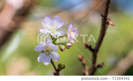 October cherry tree October cherry tree 71384342